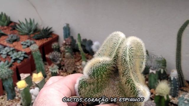 Cleistocactus Winteri Cristata