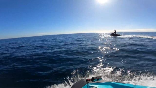Dolphin Escort -huge Pod