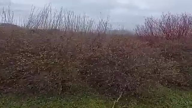 Живая изгородь из жимолости