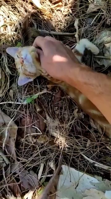 Cuccioli Gatti Pelo Corto femmine in regalo video 4 смотреть онлайн