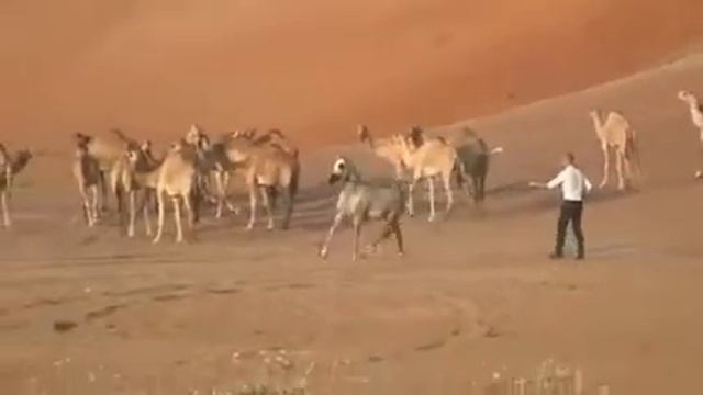 Арабская лошадь