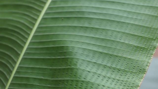 Traveller's Palm complete care(in Hindi) | Ravenala | Sunlight, Water, suitable space, Bugs & more смотреть онлайн