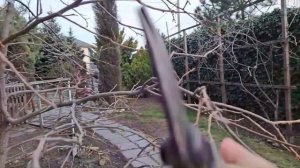 Обрезка взрослой хурмы весной.