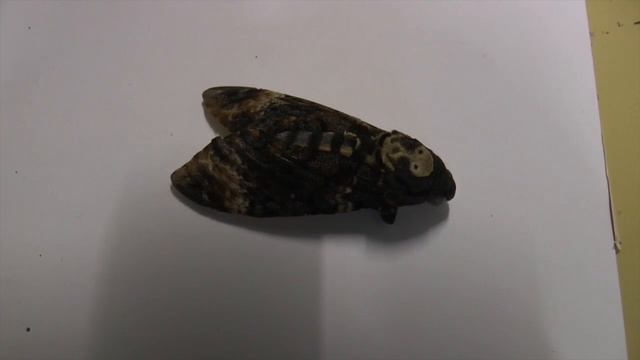 Dét Derude - Dødningehoved natsværmer смотреть онлайн