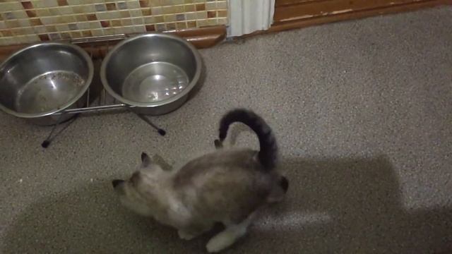 Забрали игрушку у "ребенка" (ФОКУС) смотреть онлайн