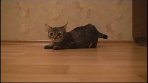 самый смешной кот месяца!)))