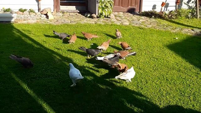 Бакинские голуби линий Арунасa и Валдаса.мы паедим мы памчимсе утрам раним на море. смотреть онлайн