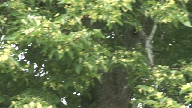 ЛИПА !!! ГДЕ МЁД??? смотреть онлайн