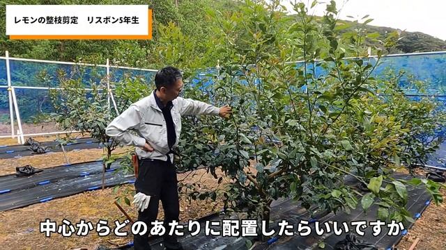 ⑥レモンの整枝剪定（リスボン_5年生）【東京都島しょ農林水産総合センター】 смотреть онлайн