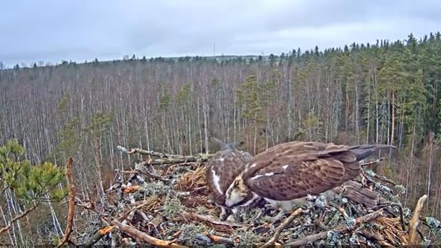 Запись 2020 05 03 11 50 49 639 смотреть онлайн