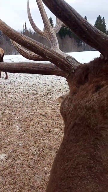 олене ферма#олени#shortsvideo смотреть онлайн