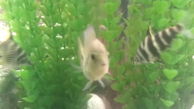 Mixed juwel trigon 350 tank :-)