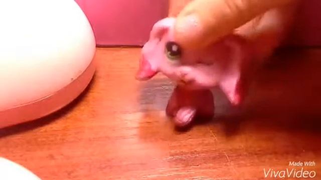 Видео для канала Alice Ray смотреть онлайн