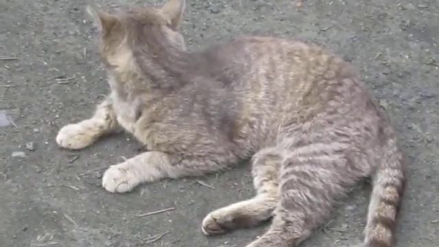 Пьяные котики, после пати.