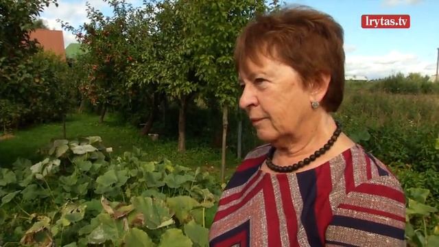 Ekspertai pataria: viskas, ką privalote žinoti apie moliūgų auginimą смотреть онлайн