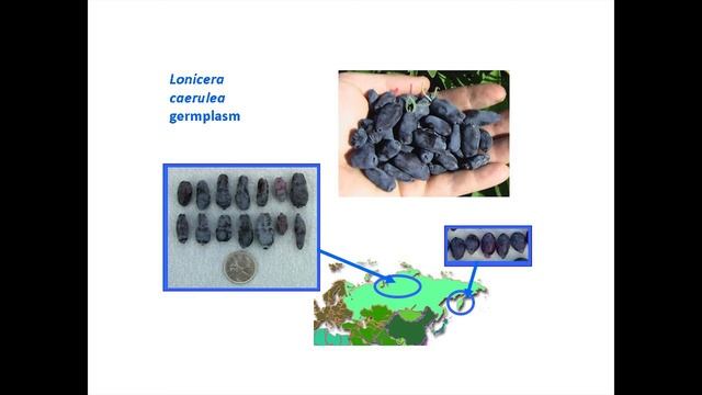 Haskap Biology, Plants and Growing Systems (Part 2 of 4) смотреть онлайн