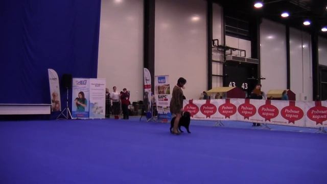 Дебют-НТМ - Алещенкова Елена и Лабрадор ДИОСЕНС ЭДЕЛЬВЕЙС смотреть онлайн