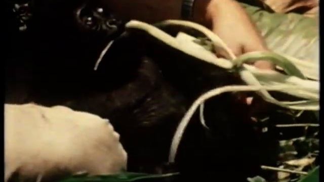 Anglia Survival 1988 The Most Dangerous Game-Bring 'em Back on Film (narrated by William Devane) смотреть онлайн