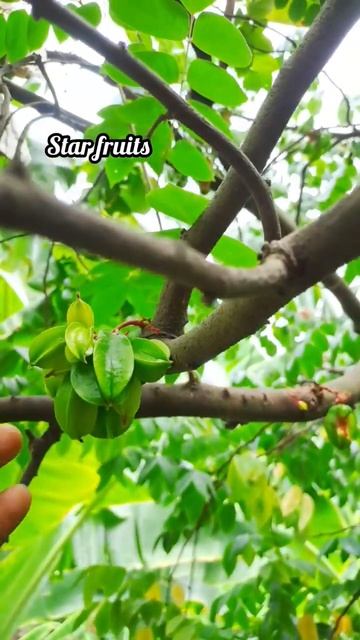 star fruits plant in my home garden #homegarden #starfruit #meraikigai смотреть онлайн