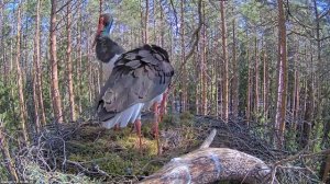 Must-toonekurg~Kaia mates with Karl - Karl is under her! ~10:44 AM 2022/04/13