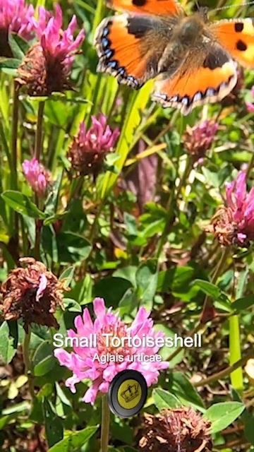 🦋 Butterfly Beauty! 🌸 コヒオドシ