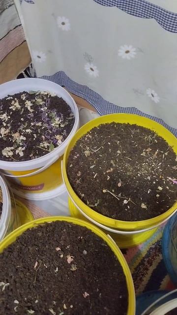 чаи Маруси смотреть онлайн