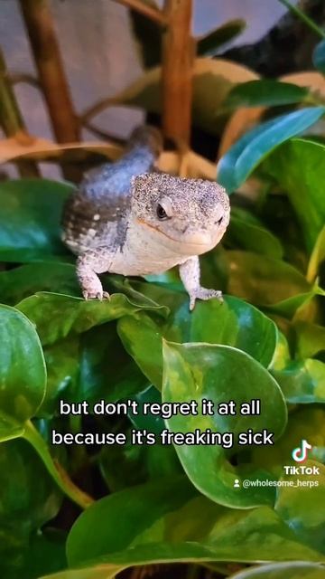 No Ragerts #reptiles #abronia #lizard #leopardgecko #beardeddragon #crestedgecko #plants #chameleon смотреть онлайн