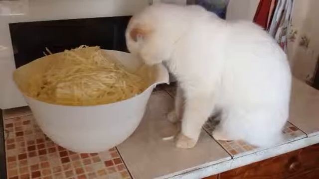 Из жизни травоядных смотреть онлайн