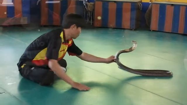 Тайланд Пхукет змеинная ферма смотреть онлайн