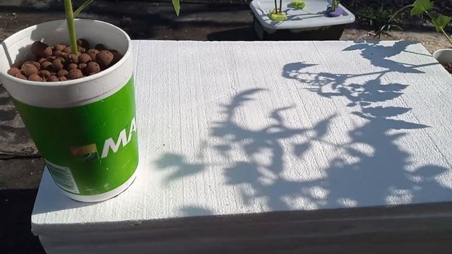 Growing Hydroponic Tomato Kratky Method | How To Grow Hydroponic Tomatoes | Hydroponics смотреть онлайн