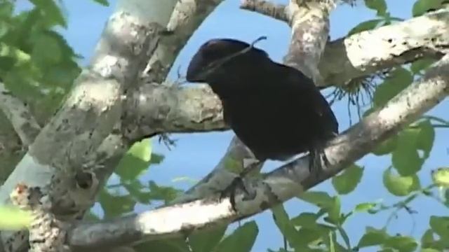 Darwin's Finch singing смотреть онлайн