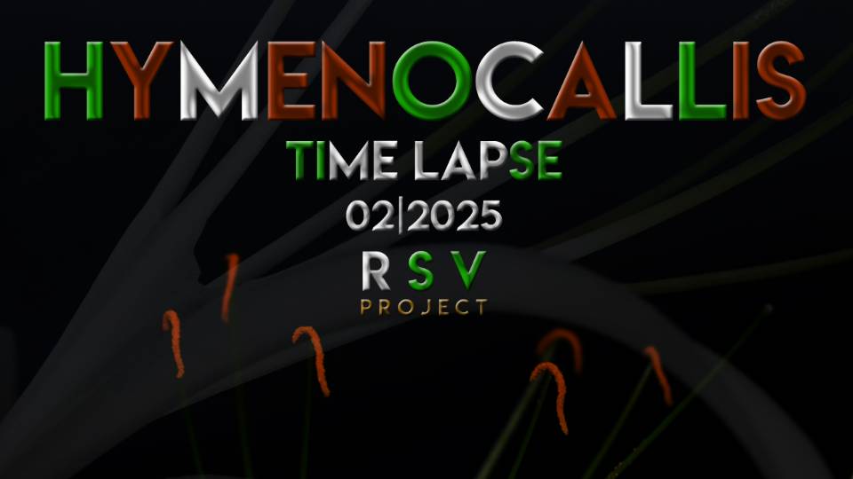 HYMENOCALLIS TIME LAPSE 02|2025 RSV PROJECT