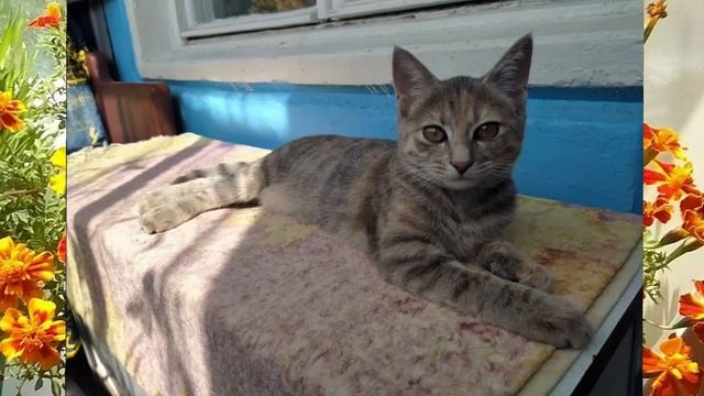 💖😻ДЕВОЧКОМОМЕНТЫ 😻💖от Гугл Фото💖 смотреть онлайн