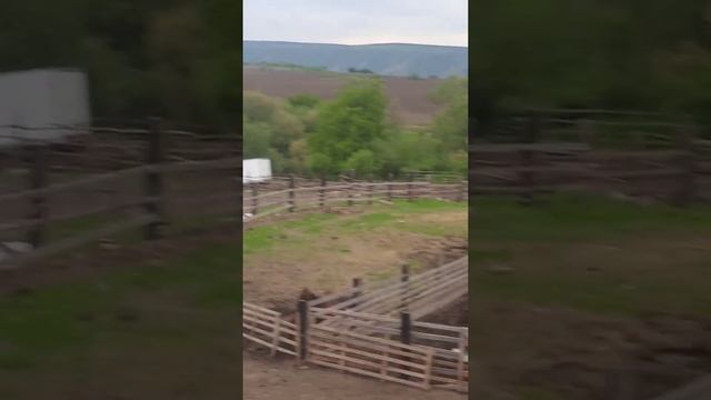 Кабардинская порода лошадей