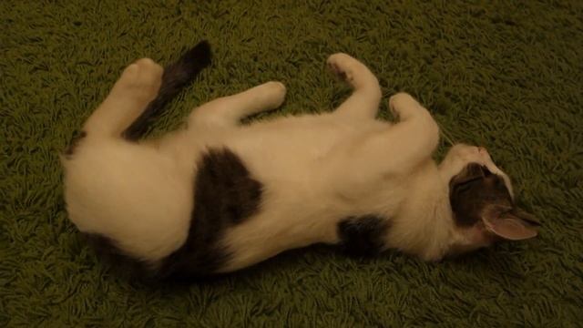 кошко смотреть онлайн