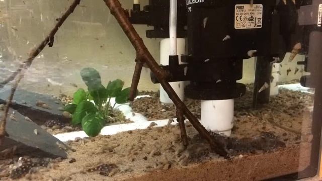 Hypancistrus contradens feeding смотреть онлайн