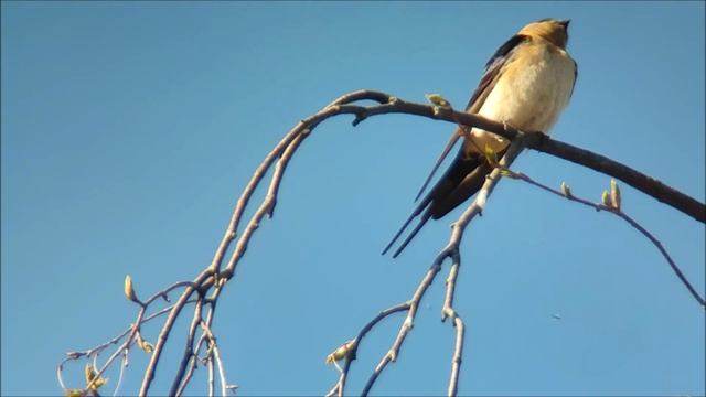 Red-rumped Swallow (Cecropis Daurica)