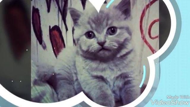 Слайд-шоу братья наши меньшие смотреть онлайн