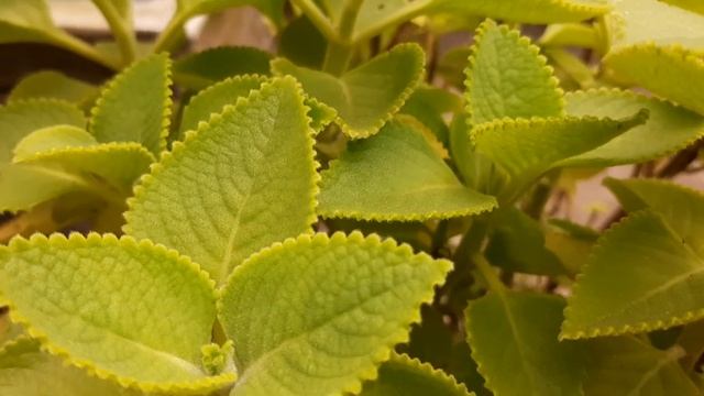 Tanaman Karpoora Valli / Oma Valli Live Plant смотреть онлайн