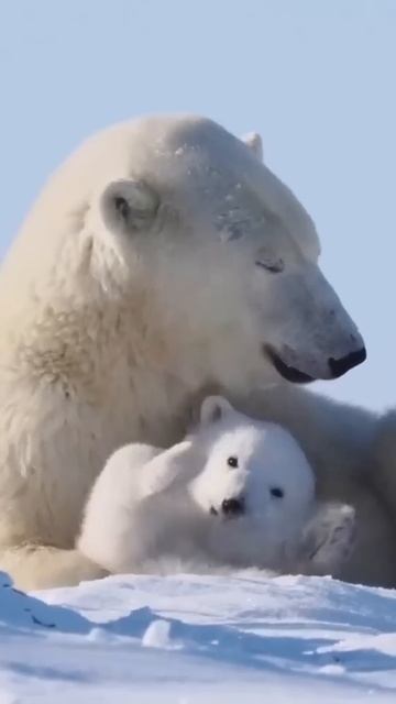 Маленькие медвежата,которые всего через пару месяцев становятся опасны #youtubeshorts #животные#рек смотреть онлайн