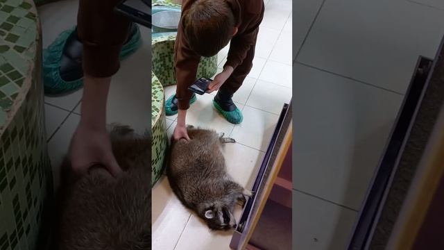 Планета Енотов