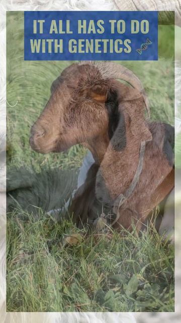 #shorts  Ever Wonder Why Some Goats Have Floppy Ears? #goat #amazinggoat #animals#pets