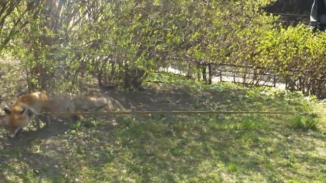 ПРОГУЛКА С ЛИСОЙ смотреть онлайн