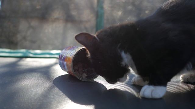 Кот и консерва с едой