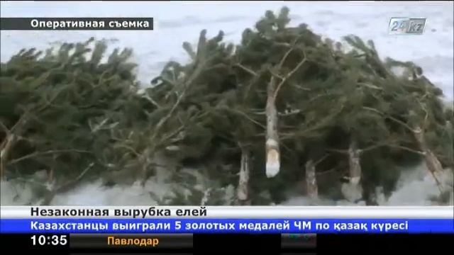 Факты незаконной вырубки елей и сосен зарегистрированы в Павлодарской области смотреть онлайн