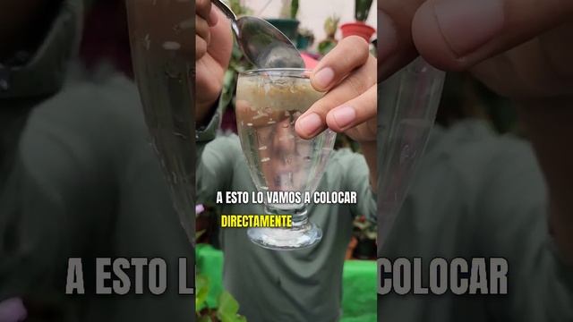 Utiliza El Agua de Arroz en tus Plantas #plantas #abonos смотреть онлайн