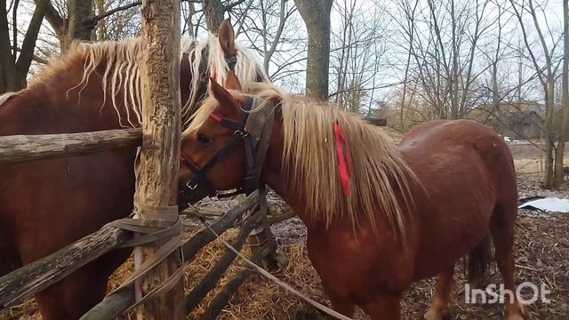 ЛОШАДИ/БАСТИОН И КОБЫЛА ЗАРИНА смотреть онлайн