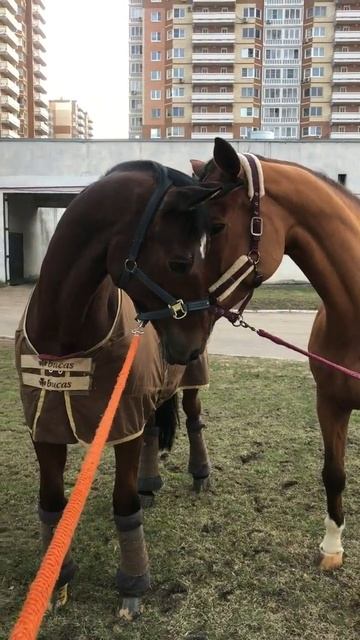 COVID и Лошади смотреть онлайн