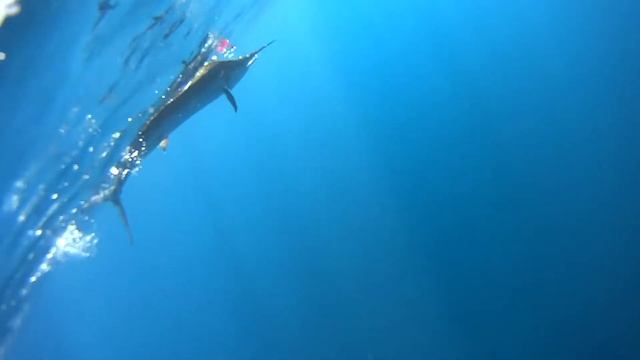 Marlin underwater footage смотреть онлайн