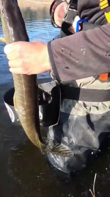 Fly Fishing Pike ‼️ #catchandrelease #capturaysuelta #rio #fishing #flyfishing #pike #streamer #fly смотреть онлайн
